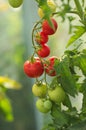 Beautiful maturing tomatoes