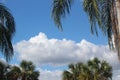 Maui Blue Sky, with White Puffy Clouds & Green Palm Trees Royalty Free Stock Photo