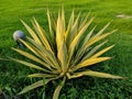 Beautiful Mauritius hemp plant in the park