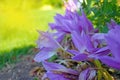 Beautiful mauve crocus flowers in sunlight. Spring