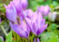 beautiful mauve crocus flowers in sunlight. summer