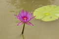 Beautiful mauve lotus flower is above the water