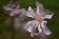 Beautiful mauve magnolia