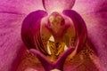 Beautiful mauve orchid phalaenopsis aphrodite macro on center stamen Royalty Free Stock Photo