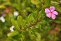 Beautiful mauve Periwinkle on a green background