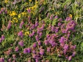 Heather along the coastal road near Douglas Isle of Man