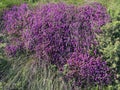 Heather along the coastal road near Douglas Isle of Man