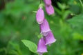 Beautiful mauve purple single foxgglove flower with leaf isolated from background