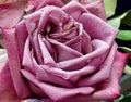 HDR mauve rose in full bloom