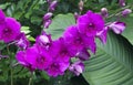 Beautiful Mauve Tropical Orchid