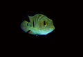 Mayan cichlid Cichlasoma urophthalmus fish isolated on black background. Royalty Free Stock Photo