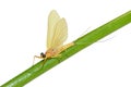 Beautiful mayflie Royalty Free Stock Photo