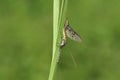 A beautiful Mayfly, Ephemera vulgata, perching on a blade of grass next to its nymph casing that it has just emerged from.