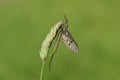 A beautiful Mayfly, Ephemera vulgata, perching on grass seeds.