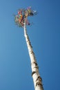 Beautiful maypole and blue sky