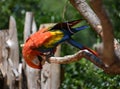 Beautiful McCaw perched in a tree Royalty Free Stock Photo