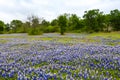 Scattering of wild blue bonnets on spring meadow Royalty Free Stock Photo