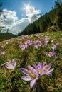 Beautiful meadow with blooming purple crocuses. Tatra Mountains, Poland