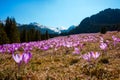 Beautiful meadow of blooming wild spring crocuses at a sunny day Royalty Free Stock Photo