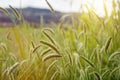 Beautiful meadow with blurred hills in the background, close up. Royalty Free Stock Photo