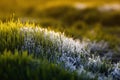 meadow with bright green lush grass covered with transparent shiny crystals of cold ice and frost shimmering in the