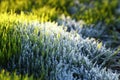 Meadow with green lush grass covered with transparent shiny crystals of cold ice and frost shimmering in