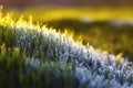 meadow with bright young green lush grass covered with transparent shiny crystals of cold ice and frost shimmering in