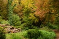 Autumn forest with beautiful goden foliage, France