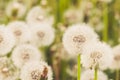 Beautiful meadow of dandelions at day light hours. Royalty Free Stock Photo