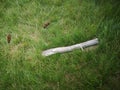 Downed log in a Meadow