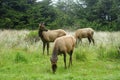 A beautiful meadow with elk grazing in Prairie Creek Redwoods State Park, California, United States