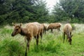 A beautiful meadow with elk grazing in Prairie Creek Redwoods State Park, California, United States