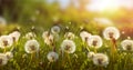 Beautiful meadow field with fresh grass and dandelion field,seeds flying around, flowers in nature against a blurry blue sky with Royalty Free Stock Photo