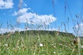 Beautiful meadow field with fresh grass and flowers in nature against a blurry blue sky with clouds. Summer spring Royalty Free Stock Photo