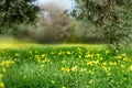 Beautiful meadow field with fresh grass and yellow dandelion flowers in nature against a blurry blue sky with clouds. Summer Royalty Free Stock Photo