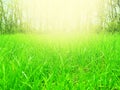 Beautiful meadow field with fresh grass and yellow dandelion flowers. Summer spring perfect natural landscape Royalty Free Stock Photo