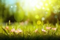 Beautiful meadow field with fresh grass and yellow dandelion flowers in nature against a blurry blue sky with clouds. Summer Royalty Free Stock Photo