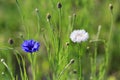 Beautiful meadow field with wild flowers blue and white cornflowers.