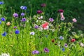 Beautiful meadow field with wild flowers. Spring or summer wildflowers closeup. Health care concept. Rural field Royalty Free Stock Photo