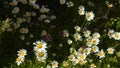 Beautiful meadow field with wild flowers.