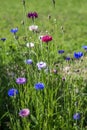 Beautiful meadow field with wild flowers. Spring Wildflowers closeup. Health care concept. Rural field. Alternative Royalty Free Stock Photo