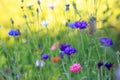 Beautiful meadow field with wild flowers. Spring Wildflowers closeup. Health care concept. Rural field. Alternative