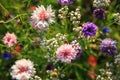 Beautiful meadow field with wild flowers. Spring Wildflowers closeup. Health care concept. Rural field. Alternative Royalty Free Stock Photo