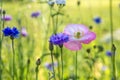 Beautiful meadow field with wild flowers. Spring Wildflowers closeup. Health care concept. Rural field. Alternative Royalty Free Stock Photo