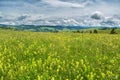 Beautiful meadow field with wildflowers against the background o