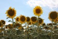 Beautiful meadow of field yellow sunflowers plants in expanse