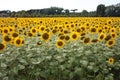 Beautiful meadow of field yellow sunflowers plants in expanse