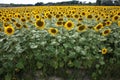 Beautiful meadow of field yellow sunflowers plants in expanse