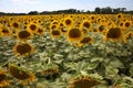 Beautiful meadow of field yellow sunflowers plants in expanse