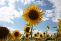 Beautiful meadow of field yellow sunflowers plants in expanse